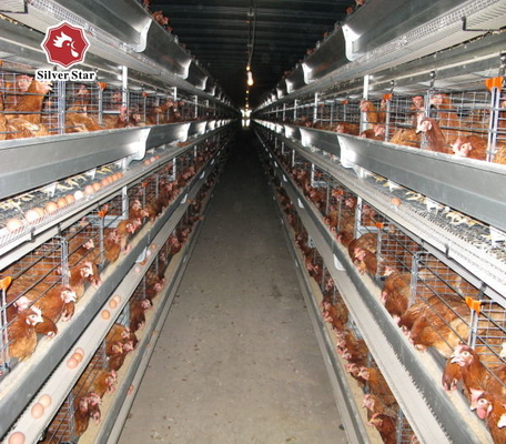 Poultry Farm Layer Cage H Type Full Automatic Chicken 6Tiers