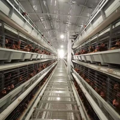 Automated H-Type Meat Broiler Cage System - Hot-Dip Galvanized High-Density Commercial Poultry Farming Equipment