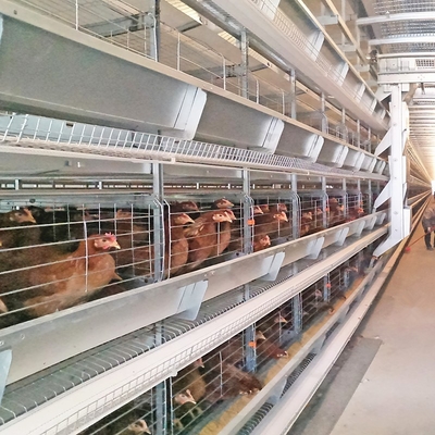 Battery Layer Chicken Cage For Poultry Farm With 96,120,128 Birds Capacity