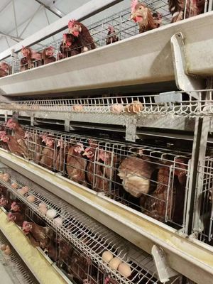 Layer Chicken Cage System | Boost Your Farm Laying Rate