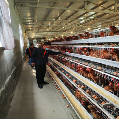 1950×2300×2000 Poultry Farm Laying Hens Cage A Type 3,4 Tiers Egg Layer Chicken Cages For Chicken Coops