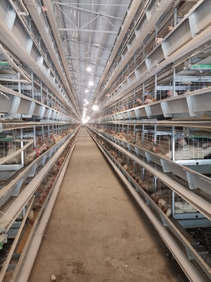 1950×2300×2000 Poultry Farm Laying Hens Cage A Type 3,4 Tiers Egg Layer Chicken Cages For Chicken Coops