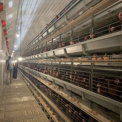 H-Type Automatic Broiler Battery Cage System with Hot Dip Galvanizing and Stackable Modular Design for Commercial Meat Chicken Farms