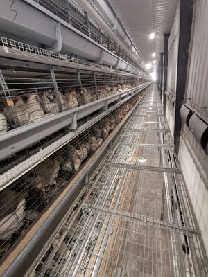 H Type Layer Chicken Cage with 20 Years Service Life for 54-216 Hens in 3-8 Tiers