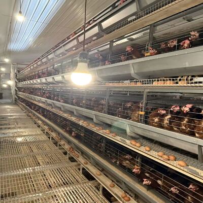 Automated H-Type Layer Poultry Farm Cage System with Feeding Line