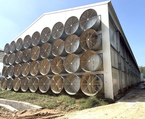 Automatic Poultry Farm Equipment High-Density H-Type Layer Battery Chicken Cage System for Egg Production Farm