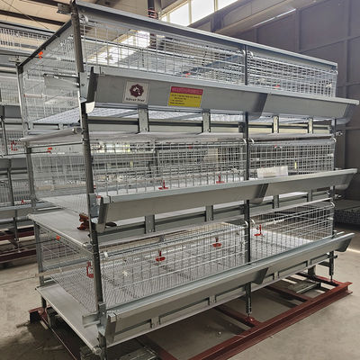 Automated H-Type Broiler Cage System with Hot-Dip Galvanized Steel for High-Density Poultry Farming