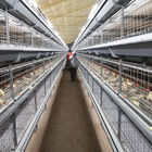 H Type 3 Tiers 4 Tiers Poultry Farm Broiler Cage Equipment for 50000 chickens
