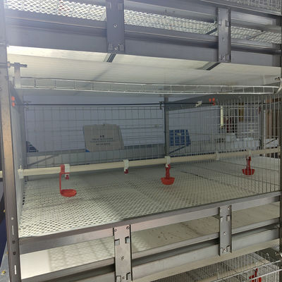 Automated H-Type Meat Broiler Cage System with Hot-Dip Galvanized Steel for High-Density Poultry Farming