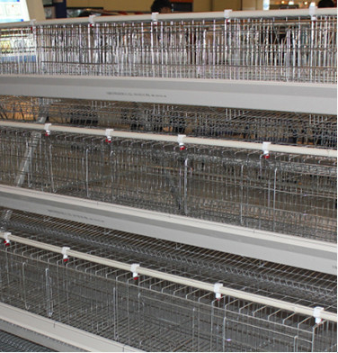 Q235 Battery Cages Laying Hens Chicken Farming Materials A Type