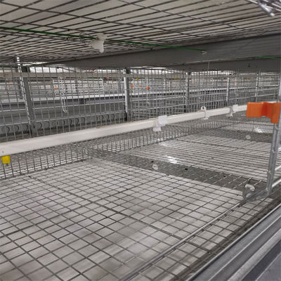 Automated H-Type Meat Broiler Cage System with Hot-Dip Galvanized Steel for High-Density Poultry Farming