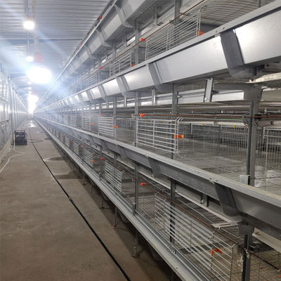 Fully Automated Hot-Dip Galvanized H-Type Broiler Cage System for High-Density Poultry Farming
