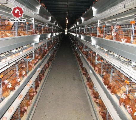 Automatisches H-Type Broiler Batterie Käfigsystem für kommerzielle Hühnerfarmen mit 3-8 Stufen Hot-Dip Galvanized