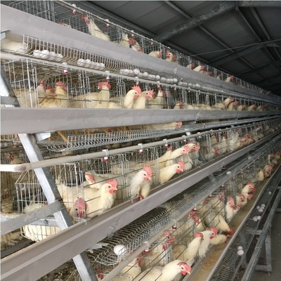 160 Birds A Type Poultry Cage Hens Poultry Egg Farming Equipment