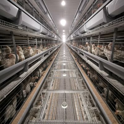 Fabrik-direkte H-Type Broiler Batterie Käfig-System mit Hot-Dip Galvanizing, weiche Kunststoffmatten & automatisierte Düngerreinigung für gewerbliche Fleisch Hühnerfarmen