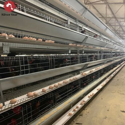 H-Typ Schichtkäfig mit Heißverzinkung und automatischer Fütterung für große Geflügelfarmenprojekte