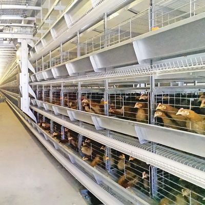 Industrial Grade H-Type Layer Battery Cages with Overseas Engineering Support