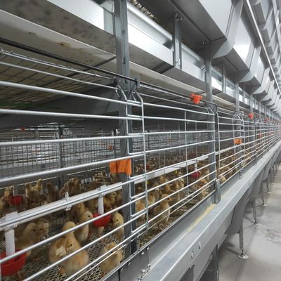 Multi-Level H Frame Broiler Housing Cage Durable Galvanized Steel Poultry Equipment for Commercial Grow-out Farms