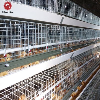 Automated H-Type Broiler Cage System with Hot-Dip Galvanized Steel for High-Density Poultry Farming