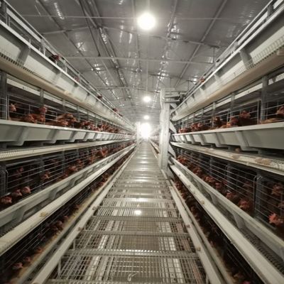 Modern H-Type Automatic Layer Poultry Cages for Large Scale Egg Production
