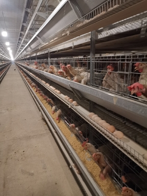 1950×2300×2000 Poultry Farm Laying Hens Cage A Type 3,4 Tiers Egg Layer Chicken Cages For Chicken Coops