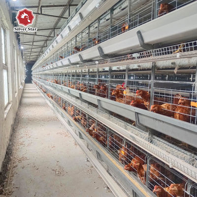 Hot Dip Galvanized Stahl Hohe Kapazität Geflügel Automatisches Füttern & Trinken System für Schicht Hühnerkäfig