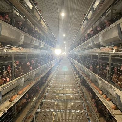 Layer Chicken Cage Die perfekte Lösung für die Aufzucht von Schichten in Ihrer Geflügelfarm
