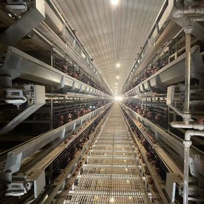 Hot-Dip Galvanized Schicht Hühnerkäfig mit automatischer Fütterung, Eiersammlung und Düngerentfernung System