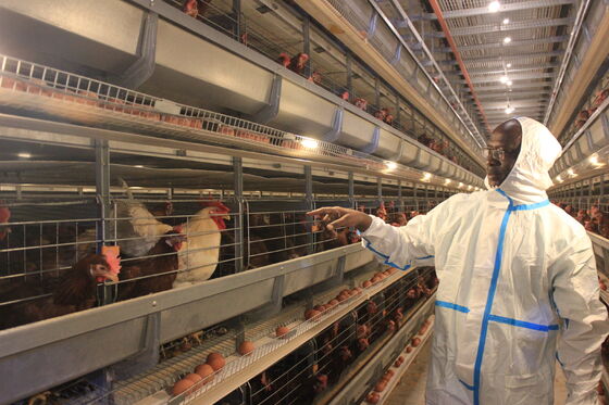 Design Hühnerhaus Lege-Stall H Typ Masthähnchen Käfige Futterautomat Batterie Käfig System Ei Henne Fleisch Legehennen Zucht Geflügel Farm Ausrüstung