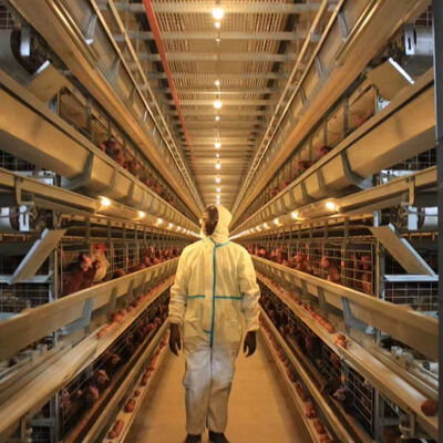 Vollautomatisches Käfigsystem für Broiler mit 3 oder 4 Ebenen für die Geflügelzucht