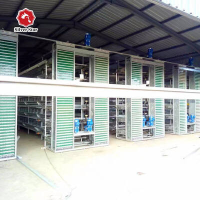 H Type Layer Cage System | Automatic Layer Chicken Cage for Commercial Poultry Farms