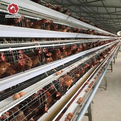 A-Type Layer Chicken Cage System | Commercial Laying Hen Cage for Poultry Farms