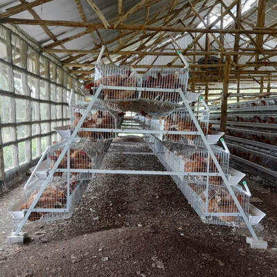 Fully Automatic H-Type Broiler Chicken Cage System with Auto Feeding & Cleaning for High Density Commercial Meat Chicken Farms