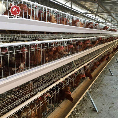 Automatic Egg Laying Battery Chicken Cage 3/4 Tiers for 120 Chickens Poultry Farm Cage