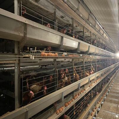 Akku-Hühnchenkäfige vollautomatisches Umweltschutzsystem geeignet für die Geflügelzucht