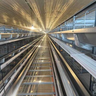 4 Schichten Hühnerkäfig mit Fütterungsanlagen geeignet für intensive Hühnerhäuser und optimierte Fütterungsverfahren