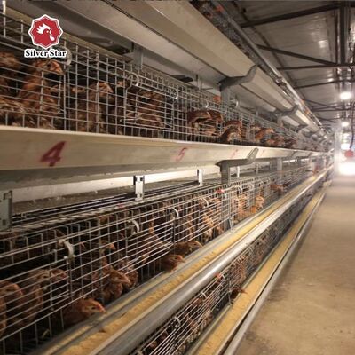 Automatisches Brutkäfigsystem für Küken vom Typ A mit feuerverzinkter Oberfläche und automatischen Nippeltränken für 100-300 Küken/Set