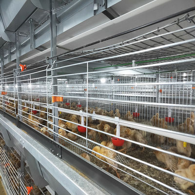 Automatischer H-Typ Batterie Broiler Käfig High-Density kommerzielle Geflügelfarm Fütterungsanlage