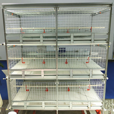 H-Typ Fleisch-Hühnerkäfig-System für Hochdichte-Broiler-Farmerei