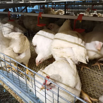 Multi-Level H Frame Broiler Housing Cage Durable Galvanized Steel Poultry Equipment for Commercial Grow-out Farms