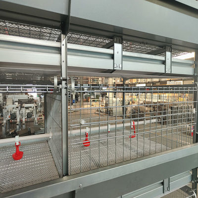 Fully Automated Hot-Dip Galvanized H-Type Broiler Cage System for High-Density Poultry Farming