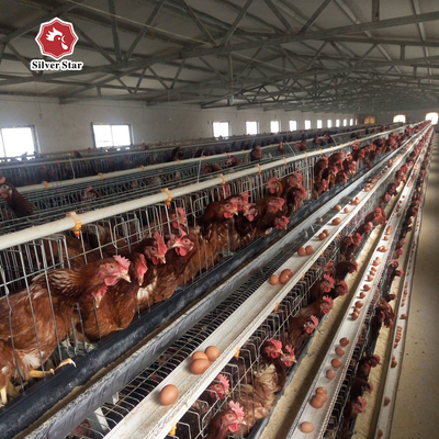 Galvanized Battery Chicken Cages Coops A Type Automatic For Egg Laying