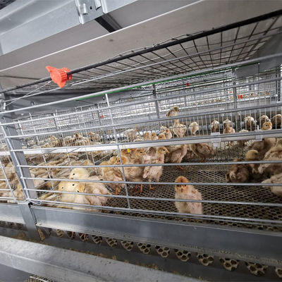 5-Tier Hot-Dip Galvanized H-Type Broiler Chicken Cage with 170 Birds Capacity